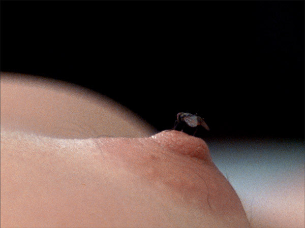 fly